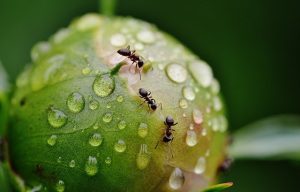 ants are to treat