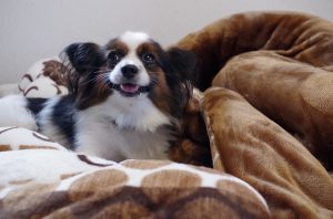 flea in pet bedding