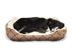 pet bed fleas