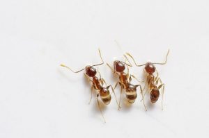three ants