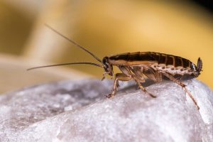 UK cockroaches