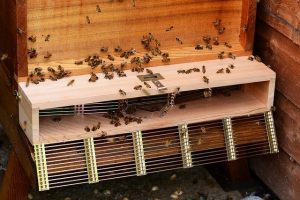 bee trap