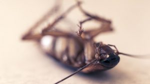 cockroach species