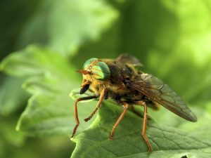 horsefly