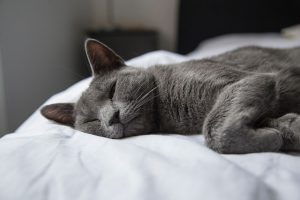 pet bed bugs