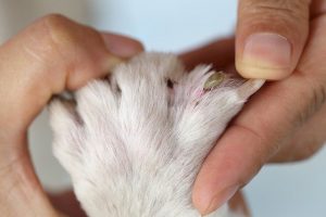pet tick
