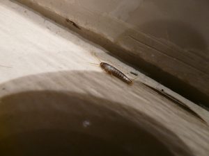 silverfish in the house