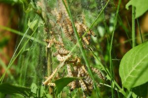 moth larvae