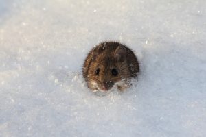 mice come indoors