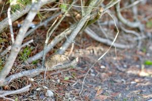 mouse in autumn