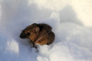 mouse in snow