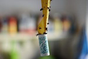 fly paper
