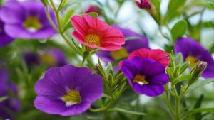 petunias