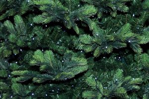 insects in your christmas tree