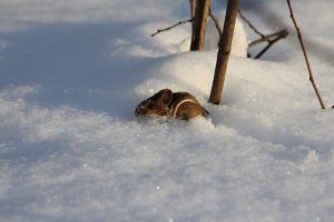 rat in snow