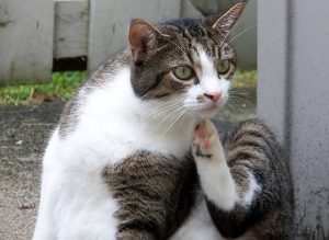 itchy cat