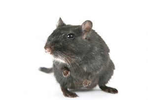rat bite