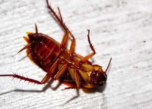 dead cockroach