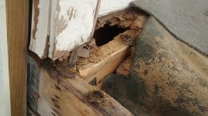 pest damage