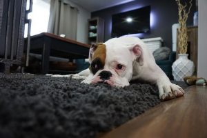 pet carpet