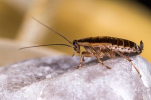 avoid getting cockroaches
