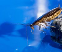 cockroach in hertfordshire home