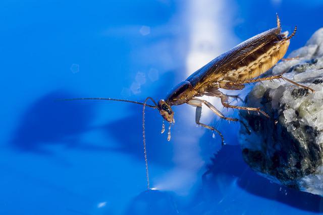 cockroach in hertfordshire home