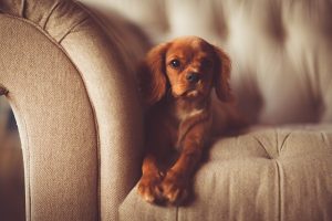 dog sofa
