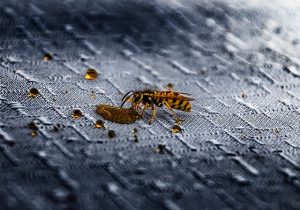wasp drinking