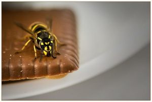 wasp food