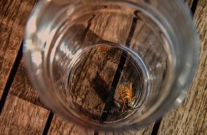 wasps are dangerous