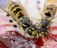 wasps jam