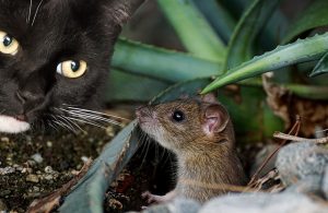 cat rodent