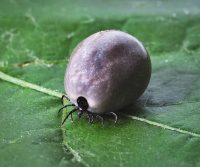 fat tick