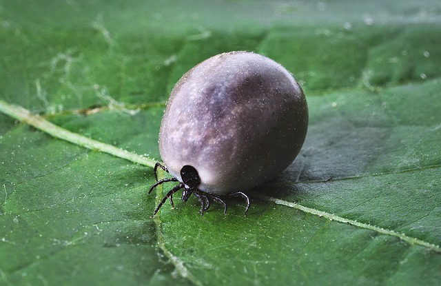 fat tick