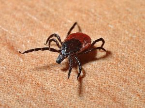 lyme disease