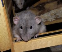 rat infestation