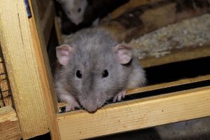 rat infestation