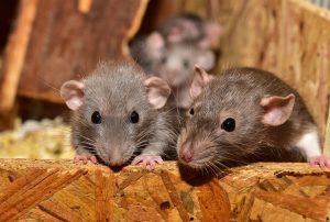 rat nest
