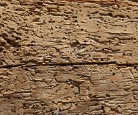 woodworm in your home