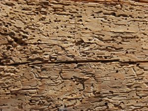 woodworm in your home