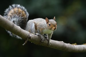 squirrel branch