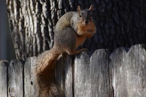 squirrel fence