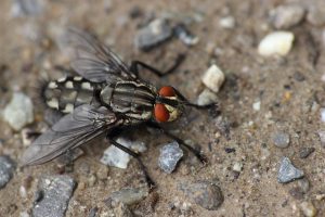 combat flies