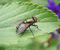 combat flies in hertfordshire