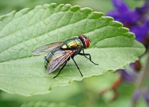 combat flies in hertfordshire