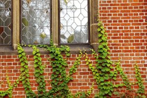 wall