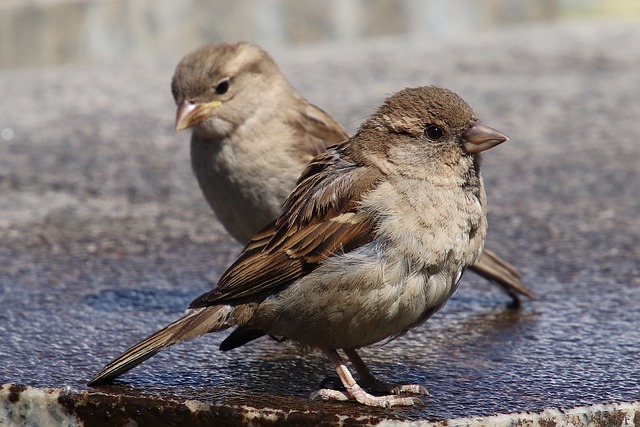 house sparrow