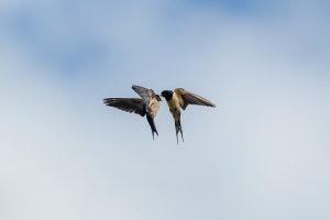 swallows
