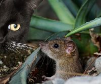 cat and mouse